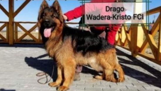 DRAGO Wadera-Kristo (FCI)