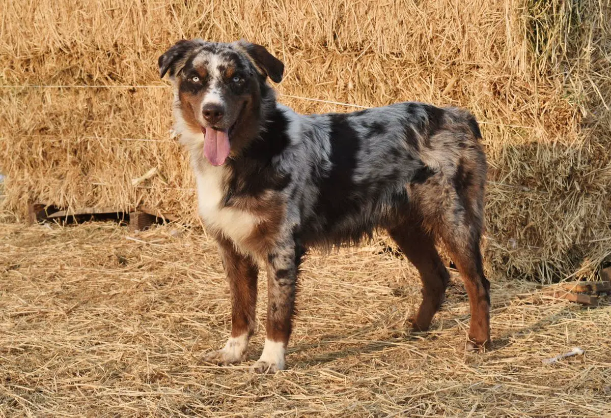 BLAZIN' SUN GAME CHANGER