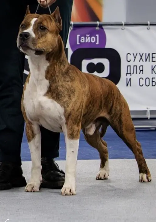 JUN CH RUS, JUN CH RKF, CH RUS IMPERIAL GIGANT PERVYI