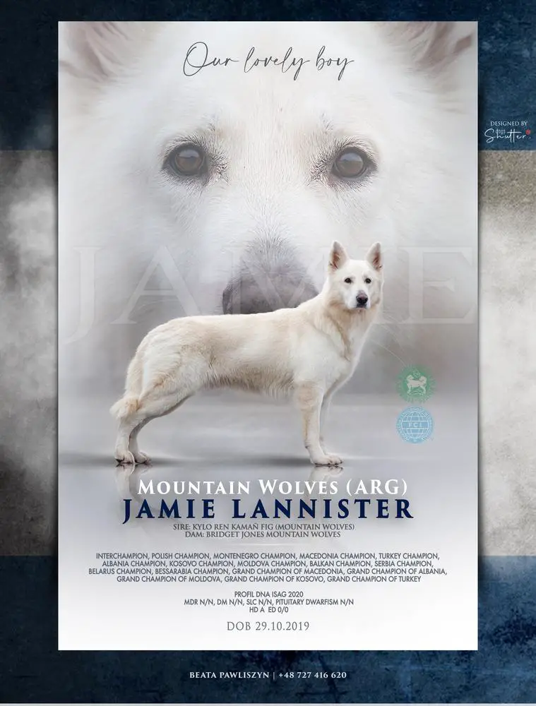 CIB Ch(PL,ME,RO,AL,MK,XK,XS,TR,BY) GCh ( AL,MK,XK,XS,TR,RO) Mountain Wolves-Argentina JAMIE LANNISTER