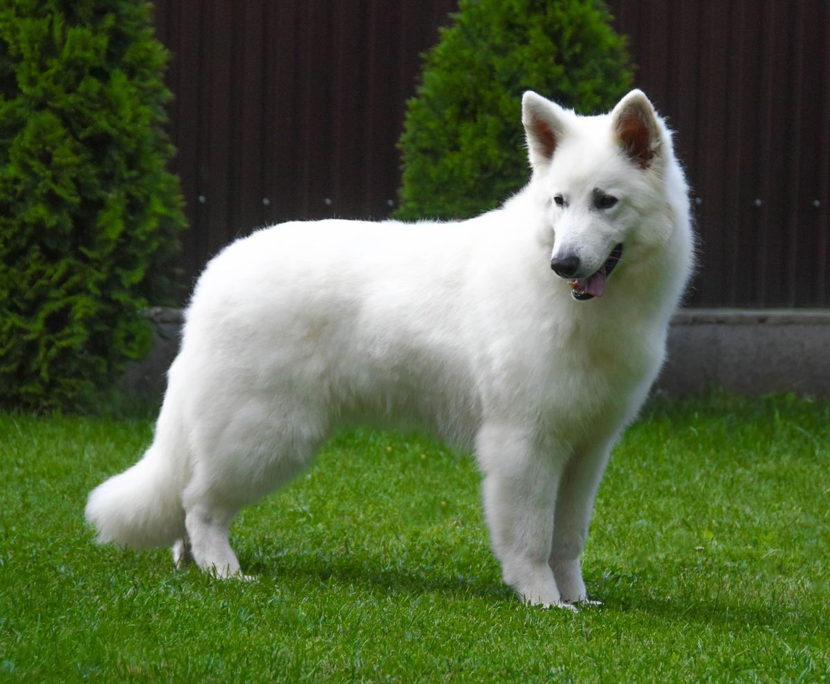 Atlantida Mountain of White Wolves