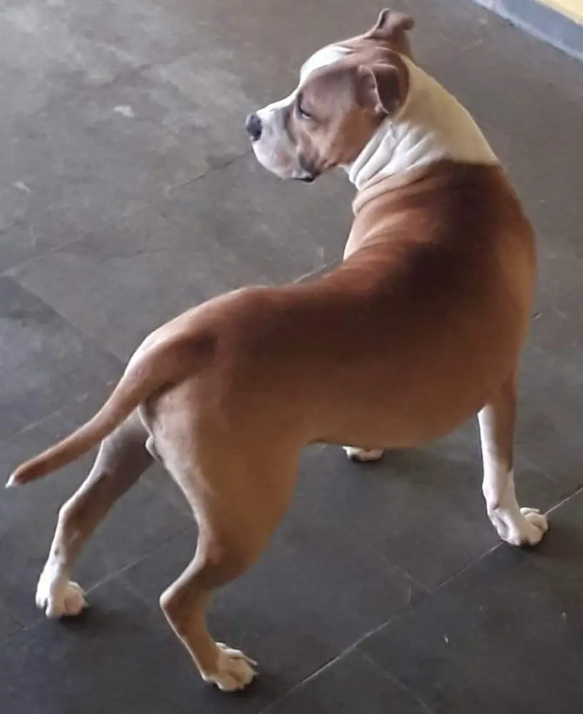 Thor Breakingbones R.R.B.