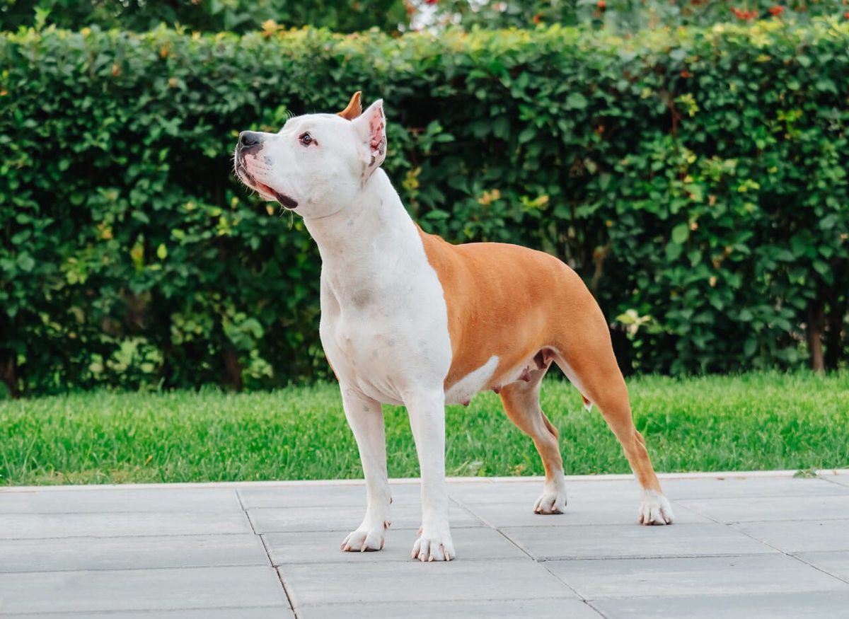 JCH.RUS Warrior Spirit Heppy Deys