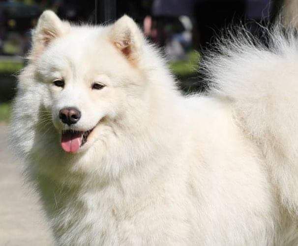 Dirty Dogs Have More Fun Arctic Sunshine