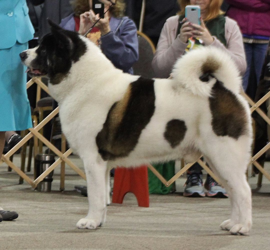 AKC GCH, UKC CH, INT-CH/NAT-CH Countryside's Rumors Royal Star "Kayden"