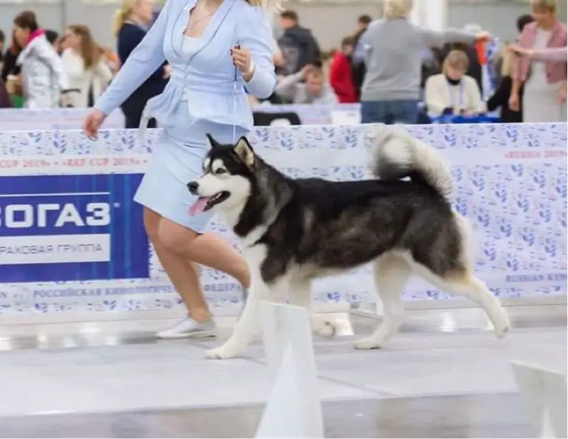 Junior Champion of Russia, Champion of Russia, Champion RKF OKTAVIYA FLOWER OF LIFE