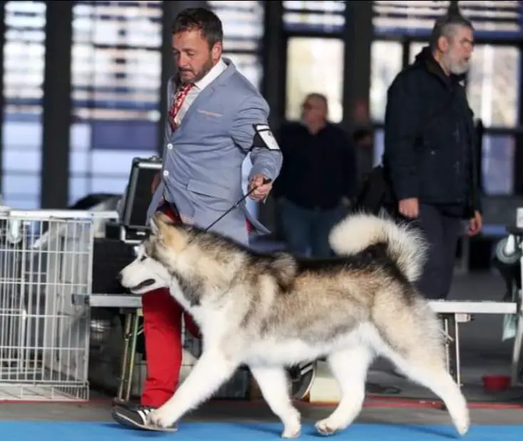 JCh Sp. De Josema'Lamut Deadpool