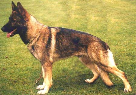 Babsi vom Hexenforst