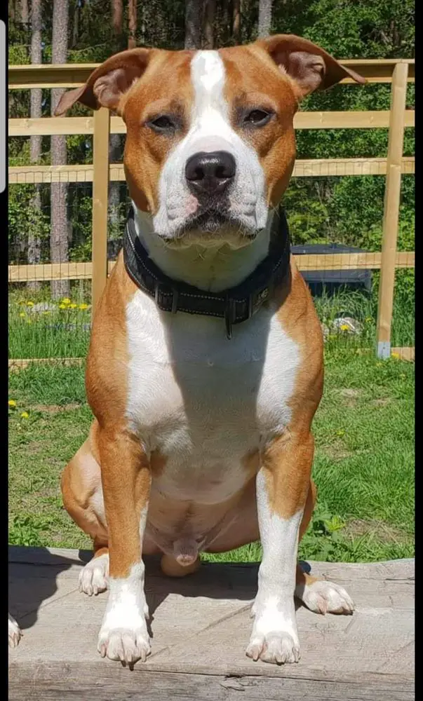 Amazing Spirit Ecceded Evolution