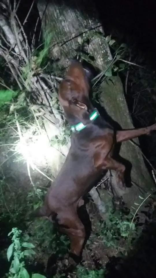 PR T-Top Dark Timber Deacon