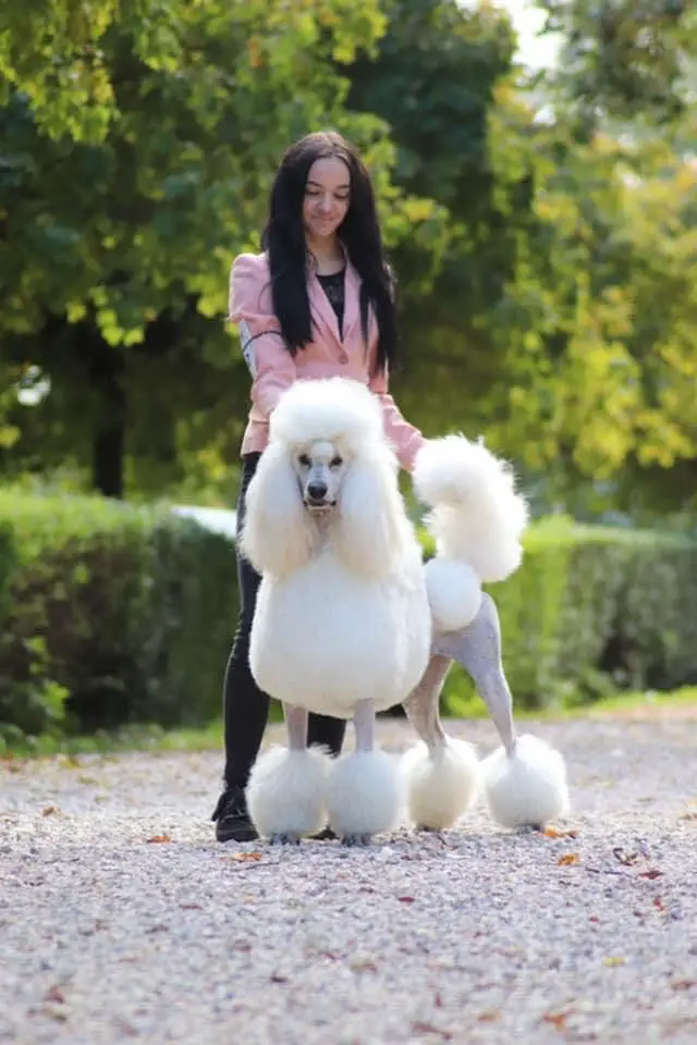 HJCH LoveMyPoodle Anyway