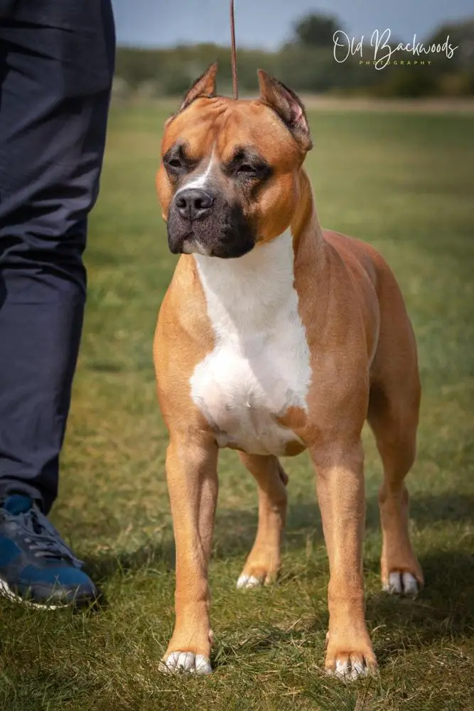 Nardai Hurrikan The Punisher Nomicon