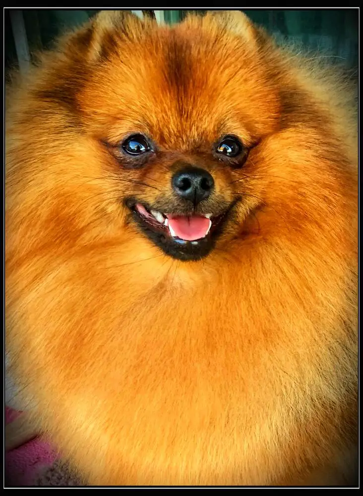 Ch M-J's Lil Hot Habanero O Bellissime