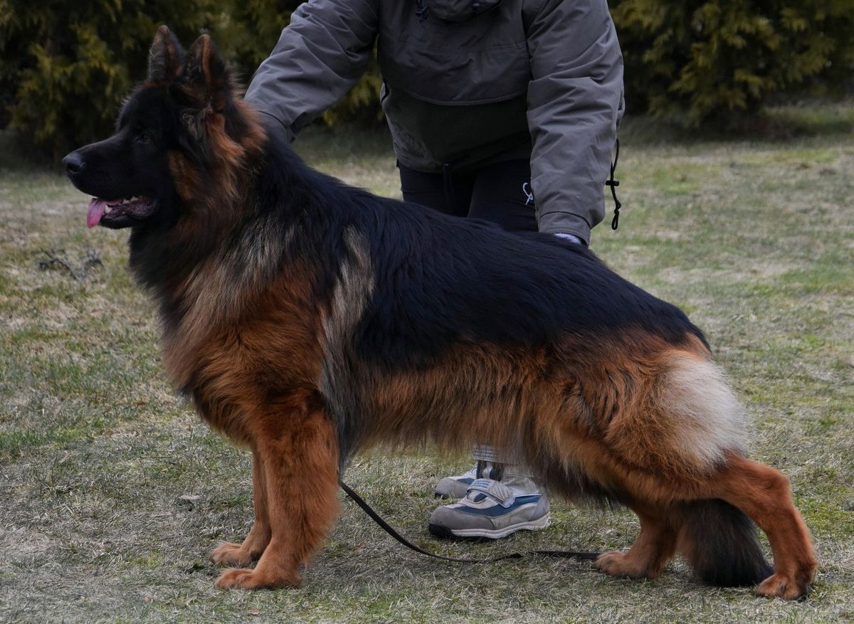 V1 Dingo Wolf Village