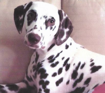 TR Queen Of The Nile