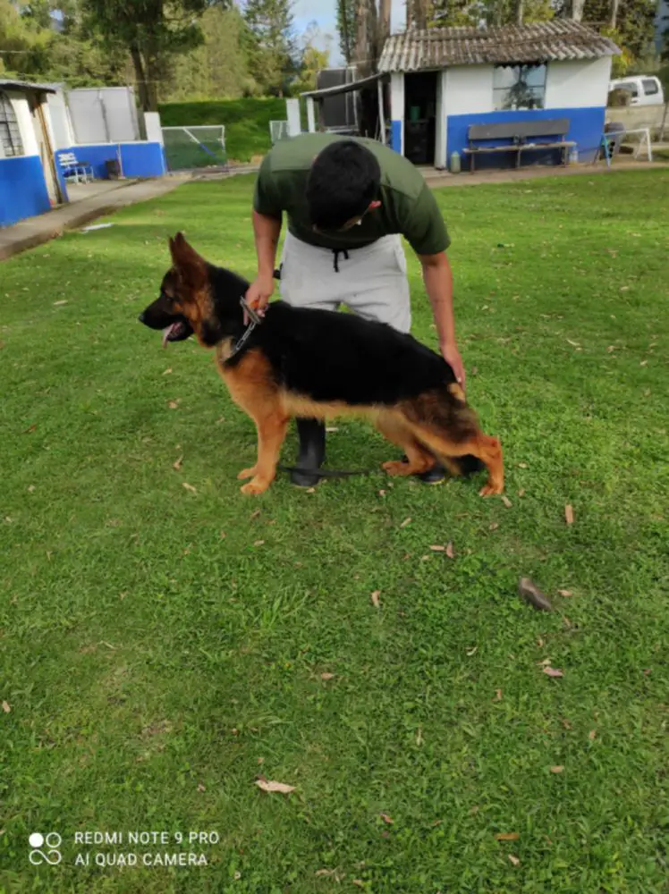 Athenea Von Kapitän Max