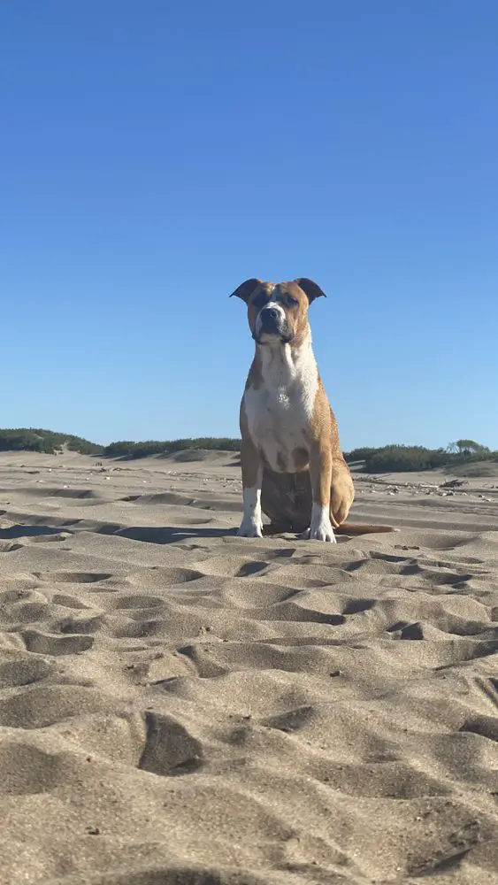 Phoenix de Chelo’s Blood (FÉNIX)