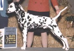 AKC CH Amera's Intuition