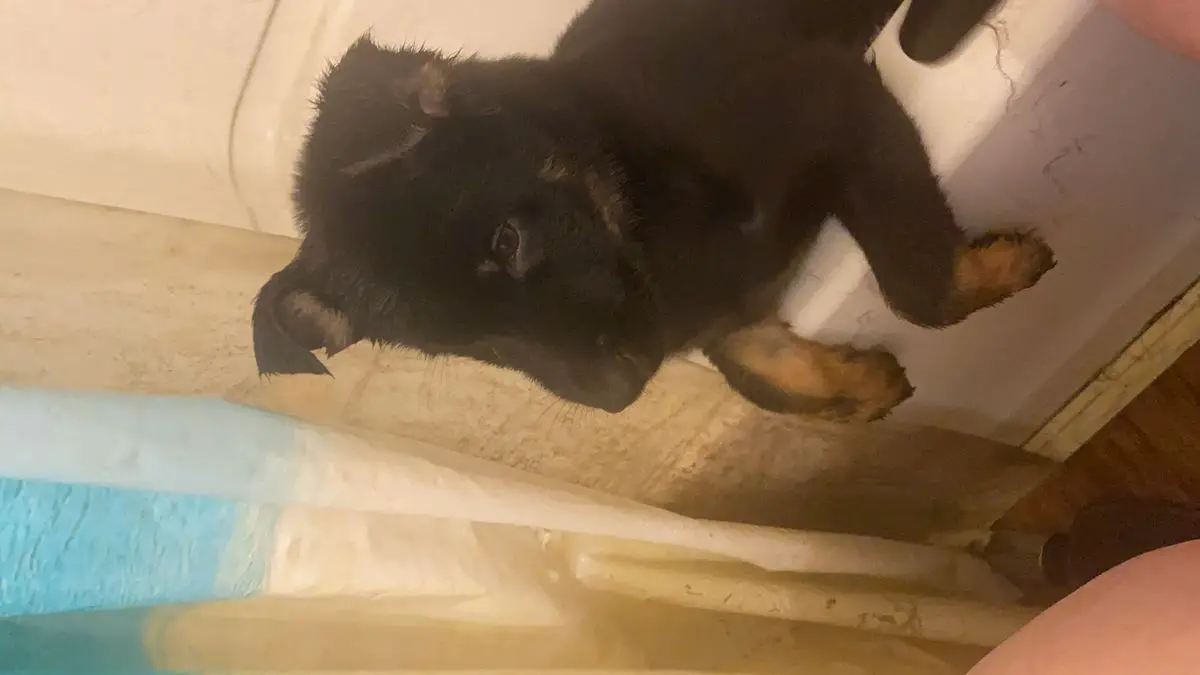 Beschützer vom CinderHaus