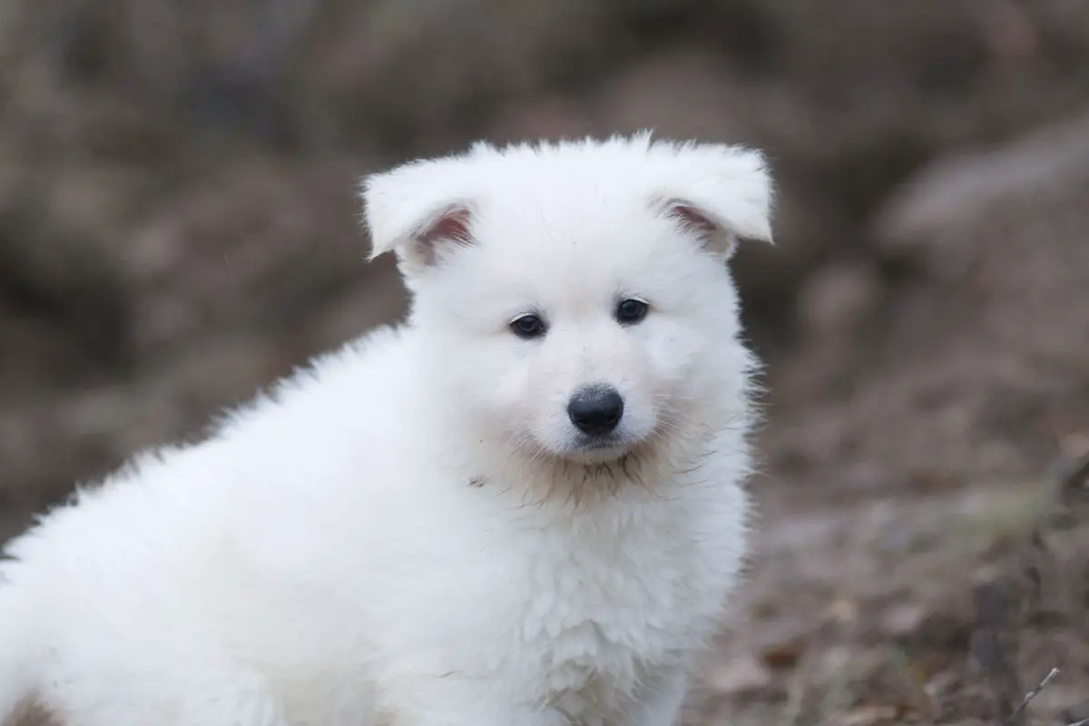 Optimist of Angelotti