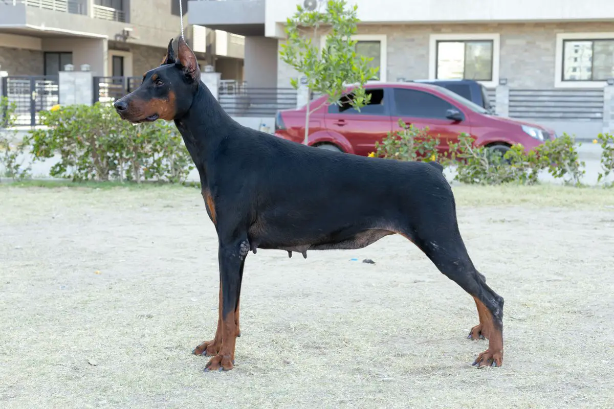 AZAD