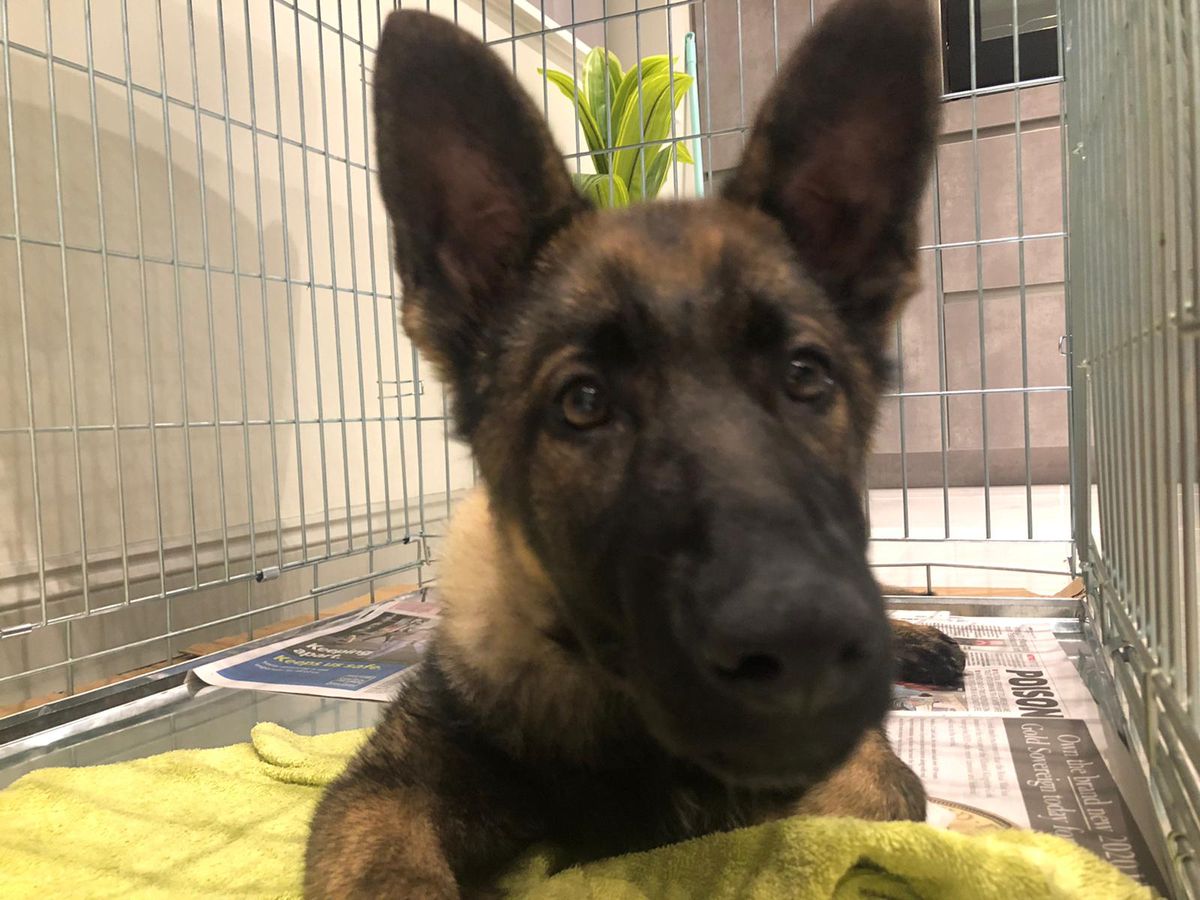 Ichago Momomiya Orrylordblack