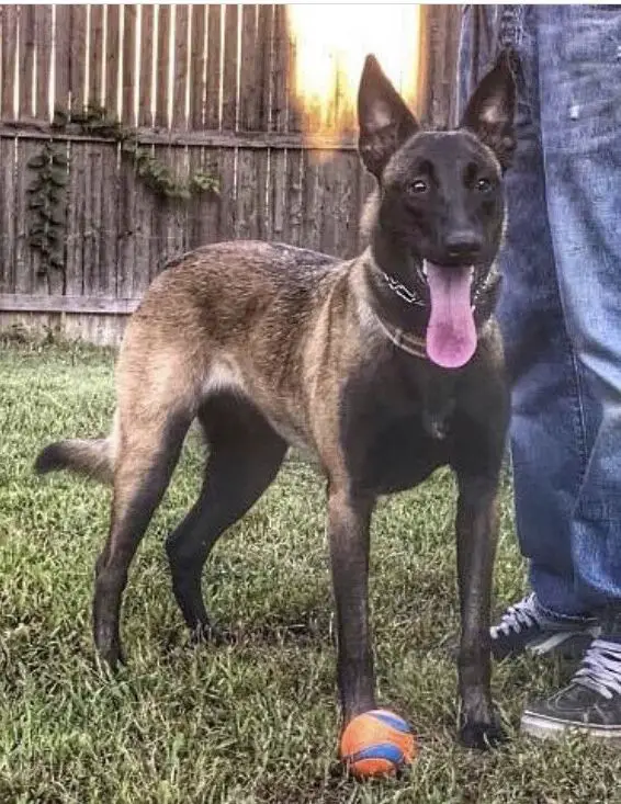 Twinpath Nala