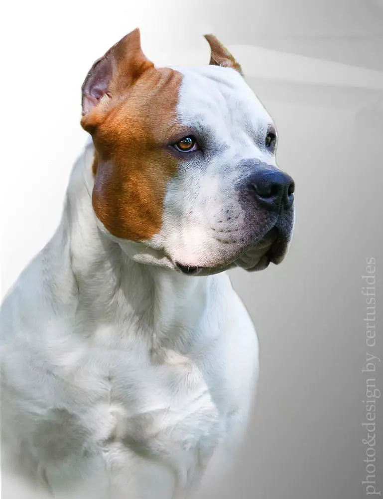 JCH RUS, CH RUS,RKF ZVEZDA AMERLAND FARHAD FIGHT