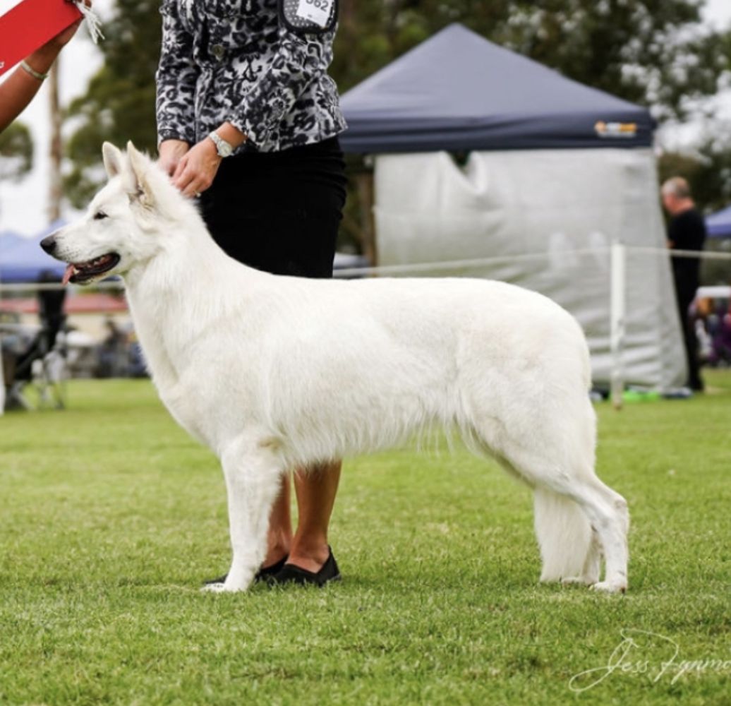 Australian Champion Eishund Blonde By Design