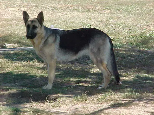 Lorrie's Abi Gail Force Wind