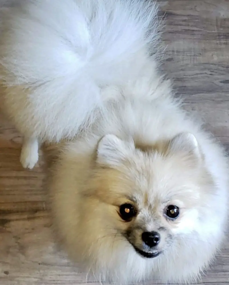 MY LADY CHLOE 11