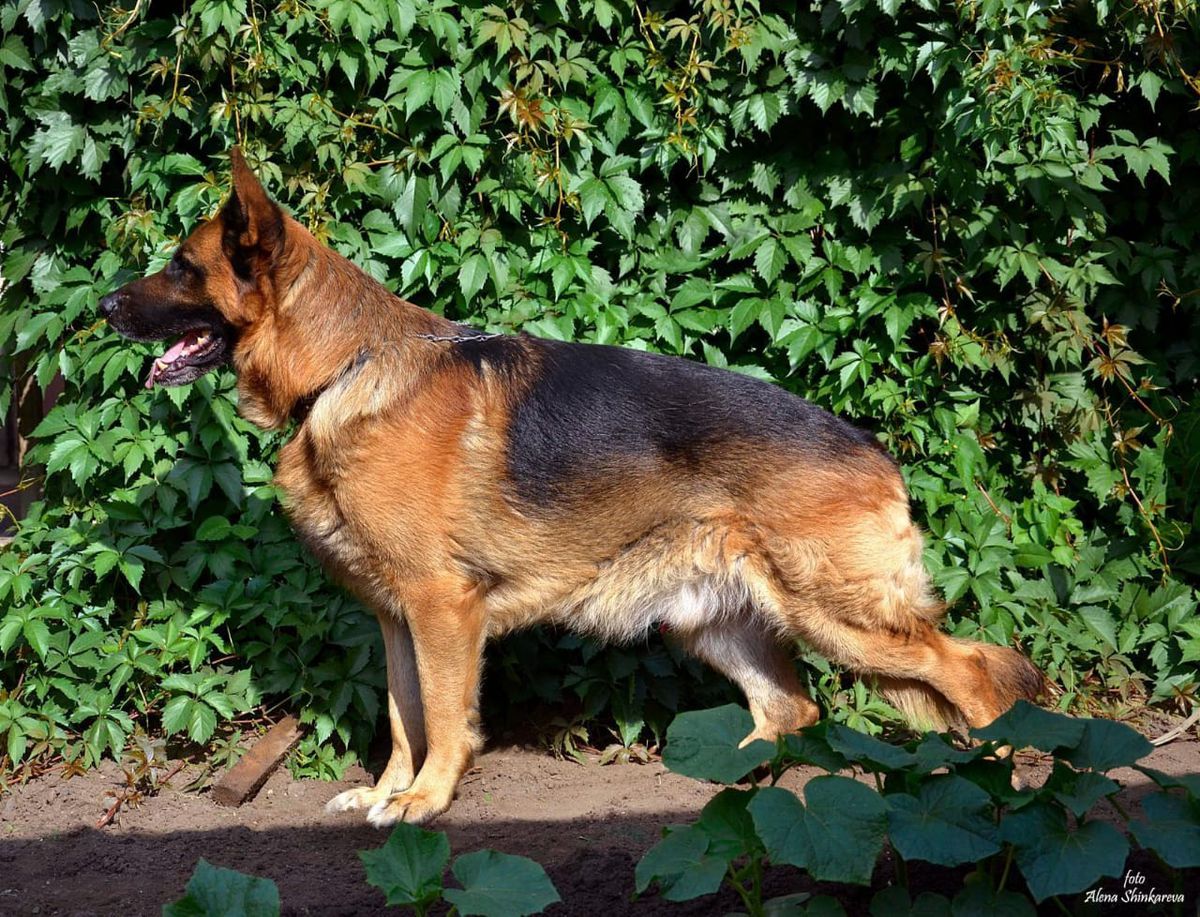 3xCAC Karli de sha’bear