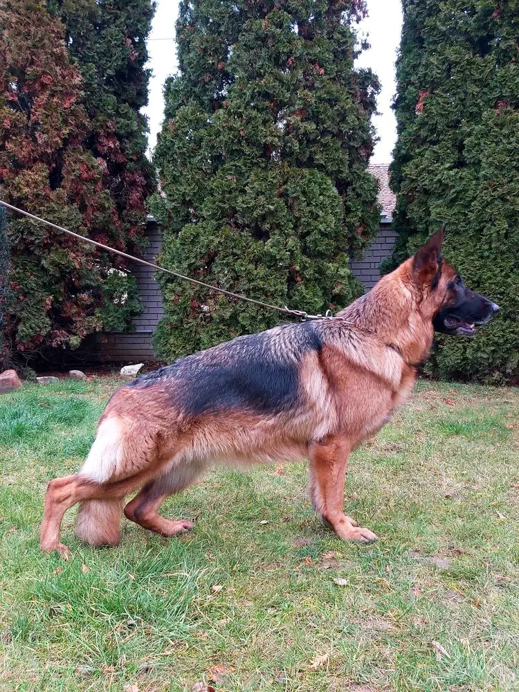 Orla vom Holtkämper Hof