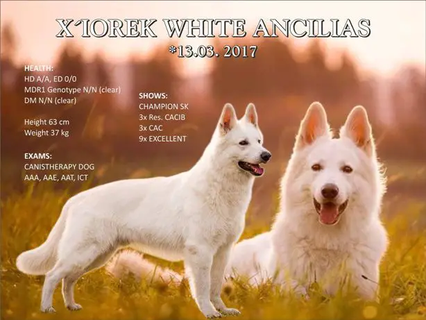 X'IOREK WHITE ANCILIAS