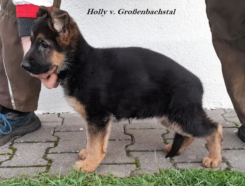 Holly vom Grossenbachstal