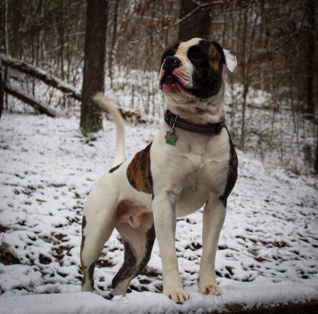 Centerbull's Summer Haze AKA Tito