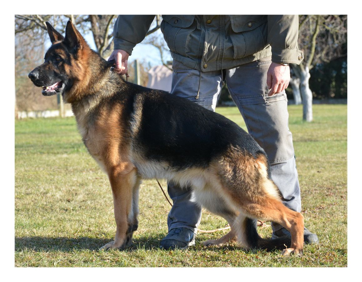 V Rudolf vom Frankengold