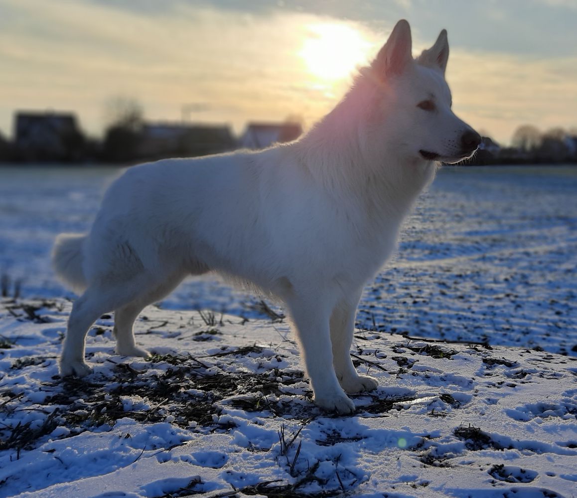 Starlight Shiro Witte Duivels Domein