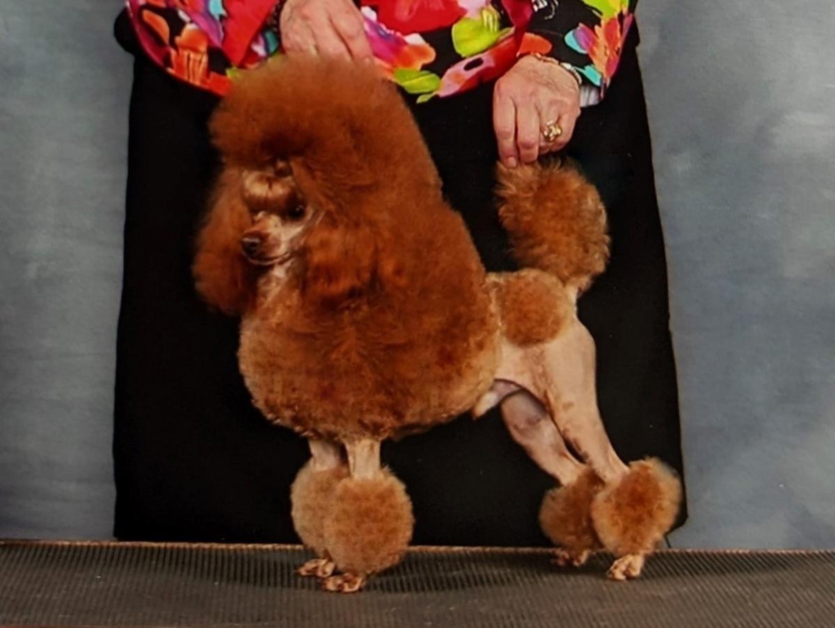 CH USA (22) Kram de Alderrabel The Red Gatsby