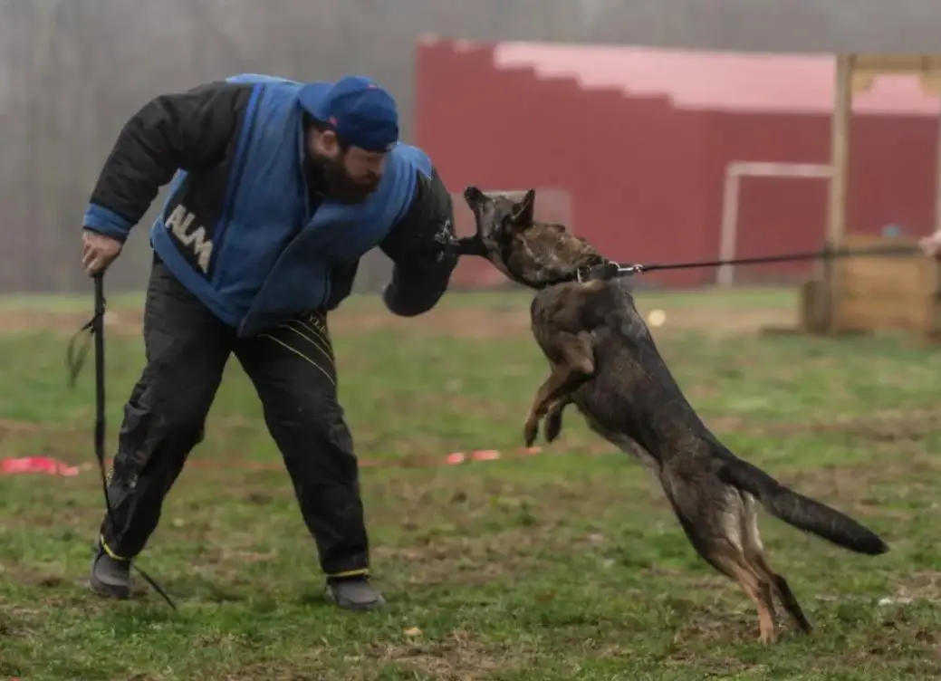 Nyx Stalwart Canine