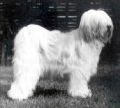 CH HARDACRE DILYS