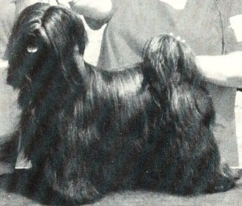 CH SHEYDON'S CHE-BTSAN