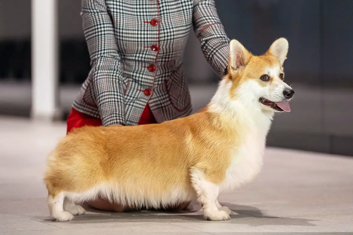 JRuCh, JRKFCh, RuCh, RKFCh, GrCh Alenclaud Iker