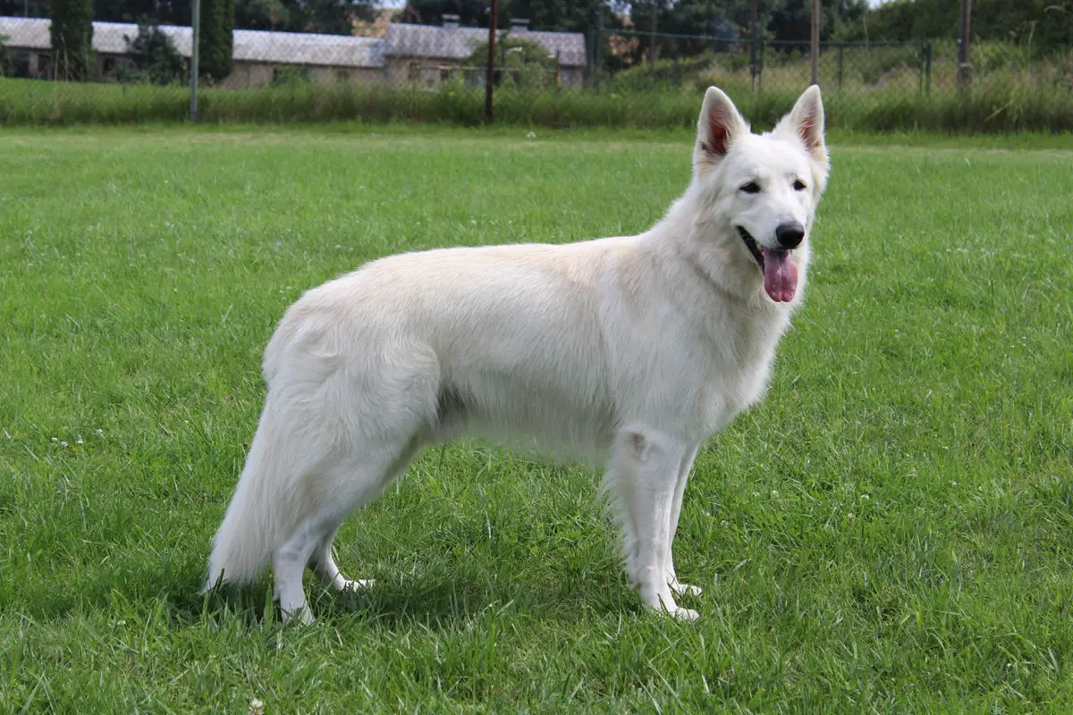 R.CACIB, CWC, KrV, VT, VTM, V1 Jupi Diavolocane