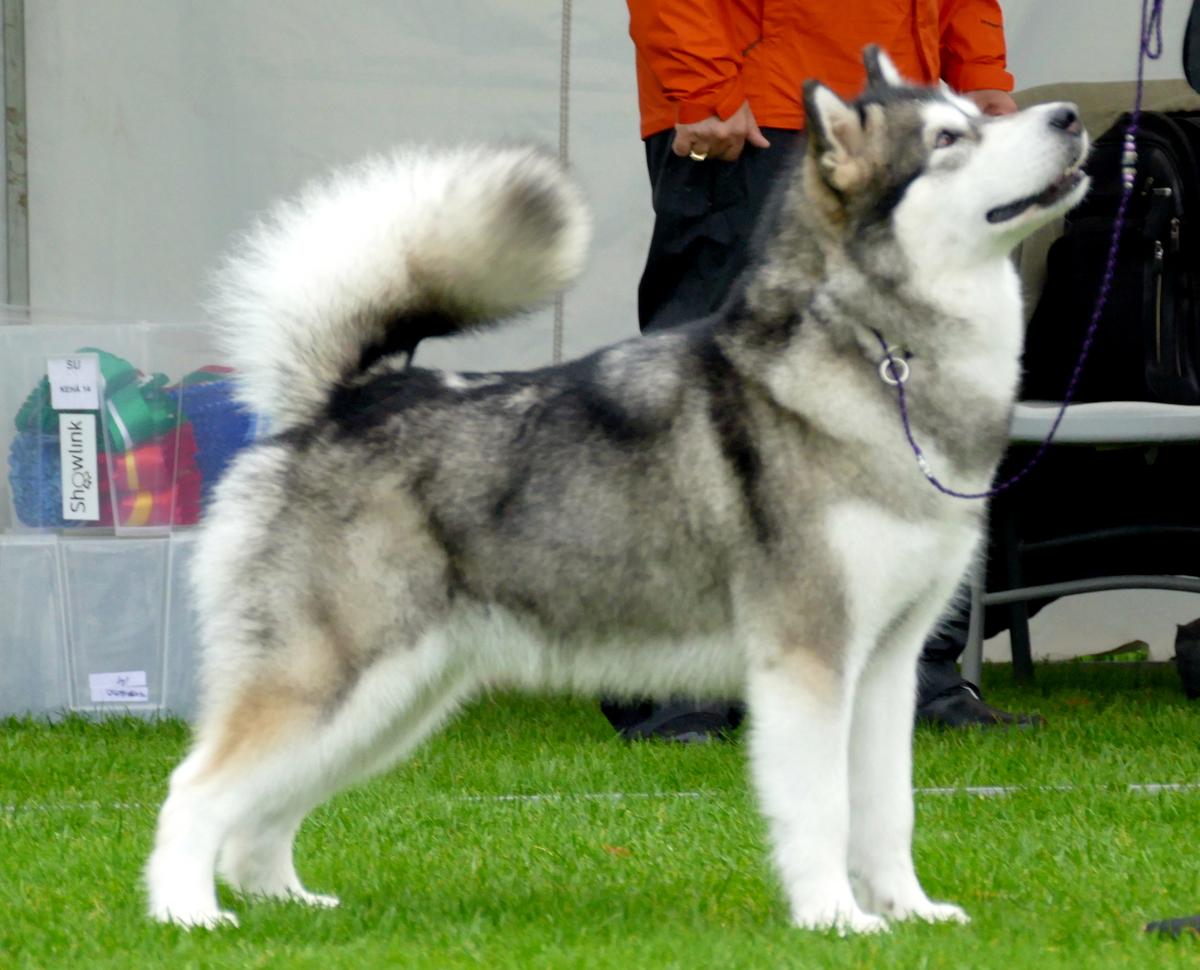 Fi Ch, NordJW-17, FiW-19 Icy Star's Bullets Ricochet