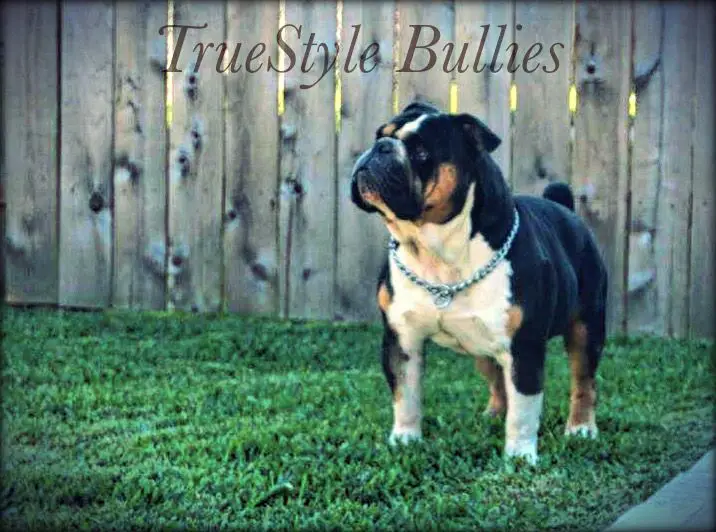 TrueStyle Bullies Flex