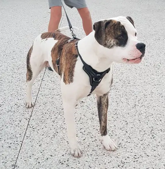 Theora's Flying Dutchman