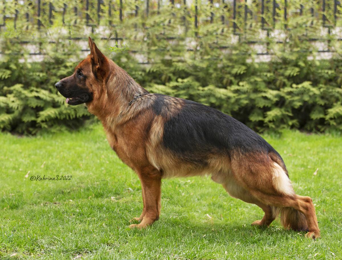 J Ch.KG, Сhampion Kyrgyzstan TEMIR HAUS ASHER