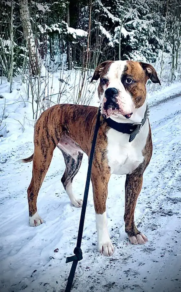 DogHill's Incredible Hulk