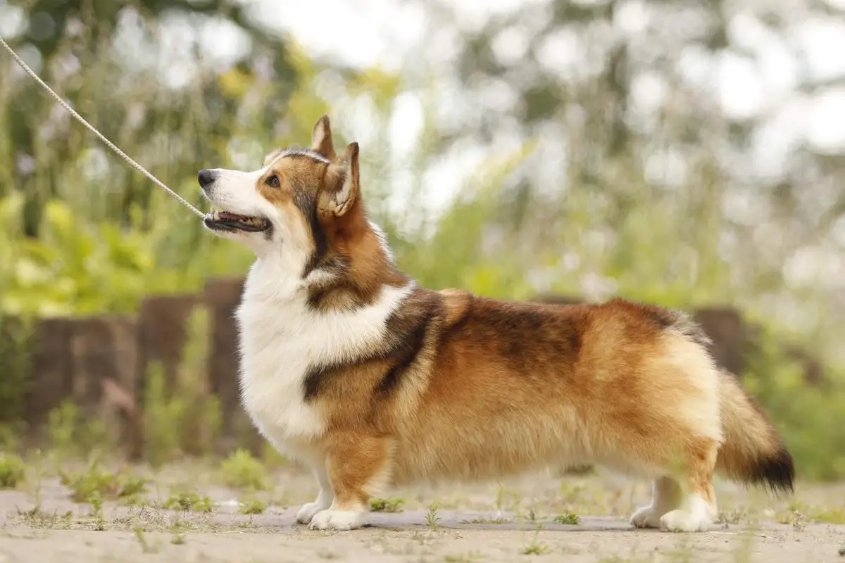 Can Ch. Night Keepish Flying High